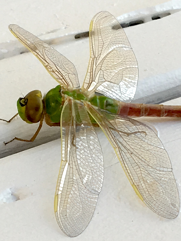 Dragonfly Magic by Alleesha Del Macdonald